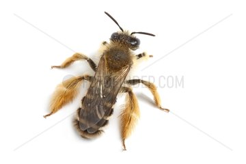 Solitary Bee top on white background