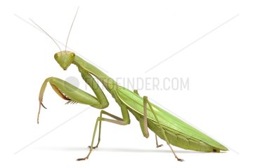 Praying Mantis profilr on white background