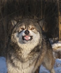 Wolf snarling in winter Minnesota USA