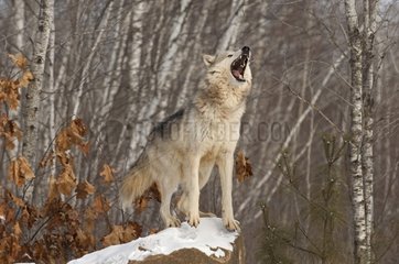 Wolf howling in winter Minnesota USA