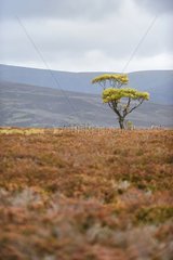 Isolated tree in the moor Scotland UK