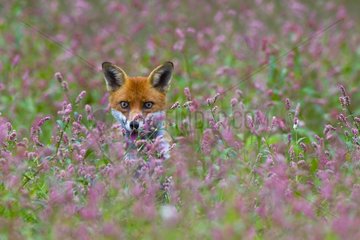 Red Fox sitting in a flowering meadow in summer GB
