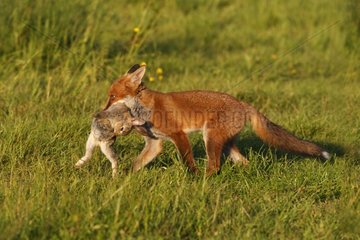 Young Red Fox with a rabbit in the mouth in summer GB