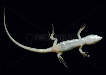 Ventral face of young wall lizard on black background