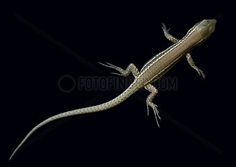 Dorsal face of young wall lizard on black background