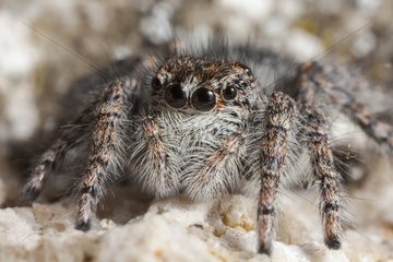 The biggest french jumping spider in summer