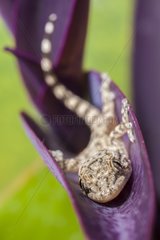 Young Crocodile Gecko in summer France
