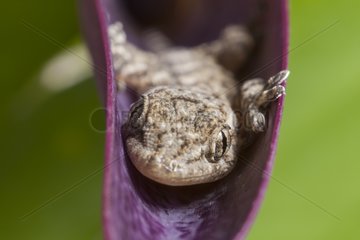 Young Crocodile Gecko in summer France