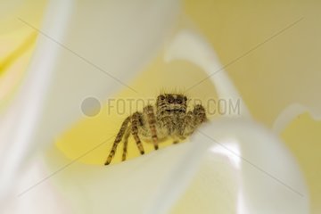 Jumping Spider female in summer France