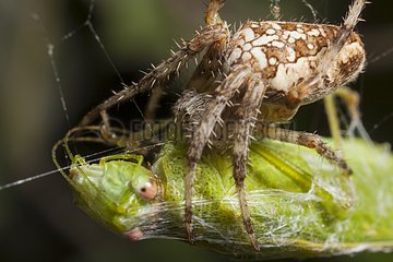 Cross orb weaver with a prey France