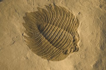 Fossil Trilobite Fiddler's green formation New York USA