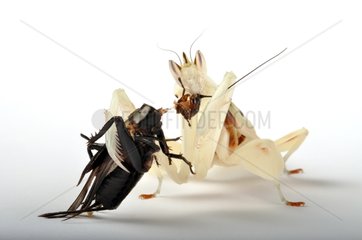 Orchid Mantis eating a cricket over white background