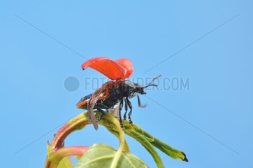 Red poplar leaf beetle flying France