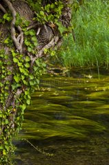 Krka River aquatic vegetation Dalmatia Croatia