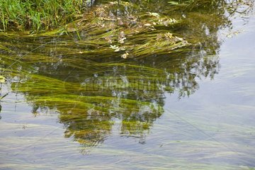 Krka River aquatic vegetation Dalmatia Croatia
