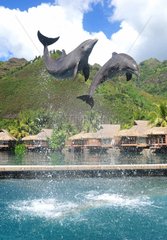 Dolphins jumping Moorea Dolphin Center Polynesia
