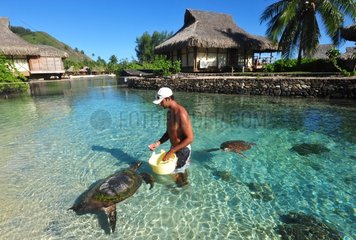 Trainer and Sea Turtle Moorea French Polynesia
