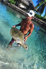 Healer and Sea turtle wounded Moorea French Polynesia