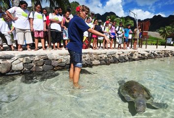 Schoolchildren Trainer and Sea Turtle Moorea Polynesia