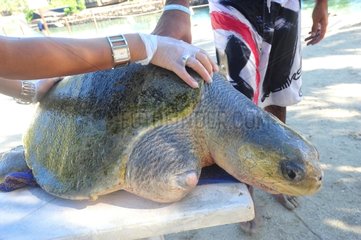 Turtle injured by a shark Moorea French Polynesia