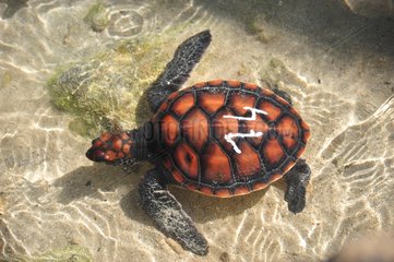 Sea Turtle injured Moorea French Polynesia