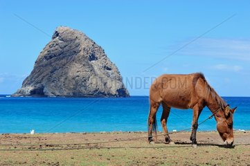 horse in Hane Bay Ua Huka Marquesas Island Polynesia