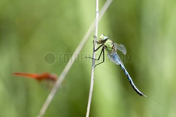 Emperor Dragonfly on a twig Provence France