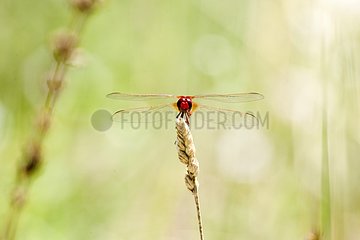 Red Darter on a grass Provence France