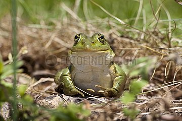 Marsh frog on ground Provence France