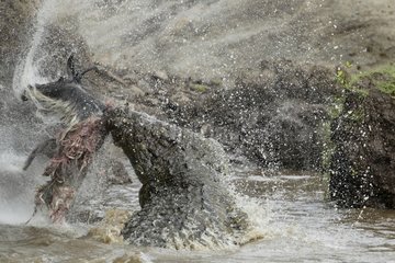 Nile crocodile devouring a young wildebeest in the Mara River