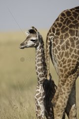 Masai Giraffe and Young Masai Mara savanna in Kenya