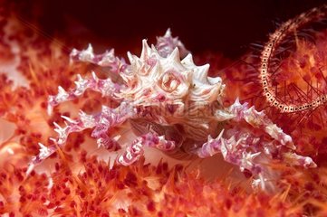 Reef Crab on Soft Coral Sulawesi Indonesia