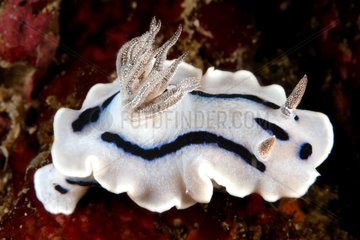 Nudibranch on reef Raja Ampat Indonesia