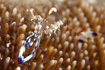 Cleaner shrimp on the reef Sulawesi Indonesia