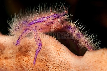 Hairy Squat Lobster on reef Sulawesi Indonesia