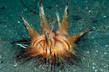 Red Sea Urchin on sandy bottom Indonesia Sulawesi