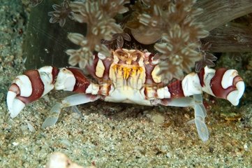 Harlequin Crab on Reef Indonesia Sulawesi