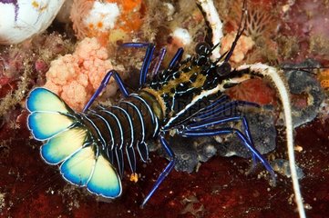 Painted Spiny Lobster on Reef Indonesia Sulawesi