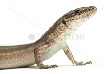 Portrait of Wall lizard on white background