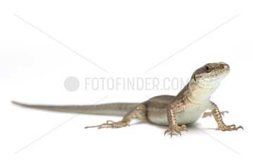 Wall lizard on white background