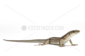 Wall lizard on white background