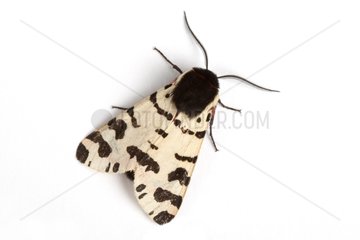 Moth Atlantarctia tigrina on white background