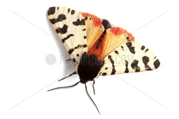 Moth Atlantarctia tigrina open wings on white background