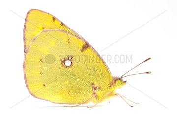 Clouded Yellow profile on white background