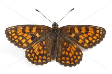 Heath Fritillary open wings on white background