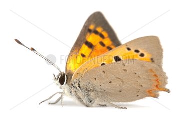 American Copper butterfly on white background