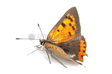 American Copper butterfly on white background