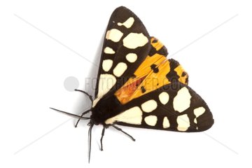 Cream-spot Tiger open wings on white background