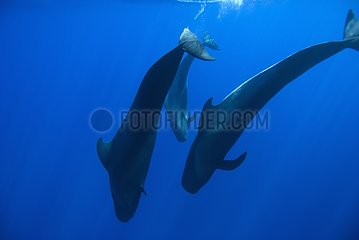 Three Short-finned Pilot Whales diving together Canary