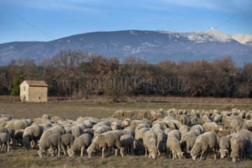 Sheep 'Merino d'Arles' and Mont Ventoux Provence France